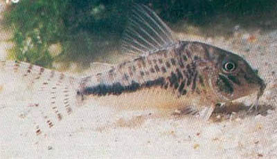Corydoras sp. C08
